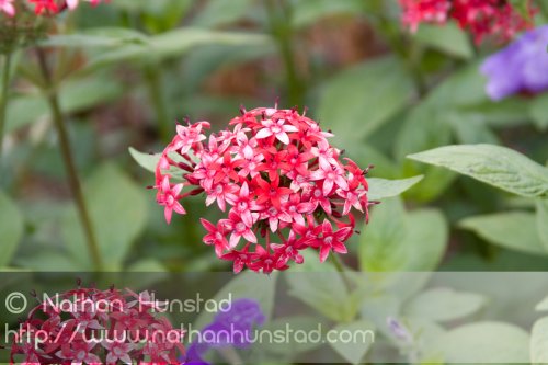 Flower_2008-10-05_IMG_2211